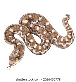 Desert saw scaled Viper snake illustration