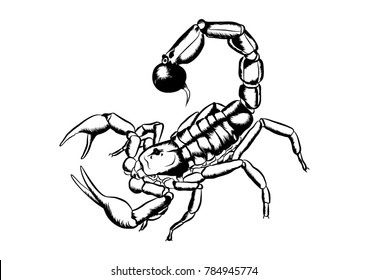 desert spider scorpion tail sting