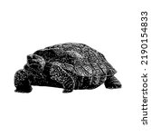 Desert Tortoise hand drawing vector illustration isolated on white background