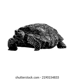 Desert Tortoise Hand Drawing Vector Illustration Isolated On White Background