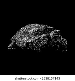 Vector de dibujo a mano de tortuga del desierto aislado sobre fondo negro.