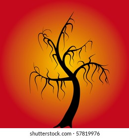 Desert tree