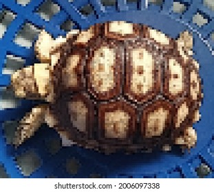 Desert turtle pixel art. Vector picture. Desert baby turtle pixel art. Land turtle pixel art.