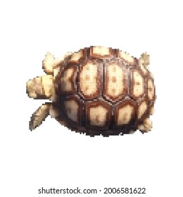 Desert turtle pixel art. Vector picture. Desert baby turtle pixel art. Land turtle pixel art.