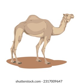 desert white camel cartoon vector illustration. qurbani meat for the celebration of Eid al-Adha for Muslims