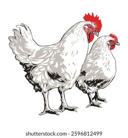 Deshi Rooster and hen vector illustration image