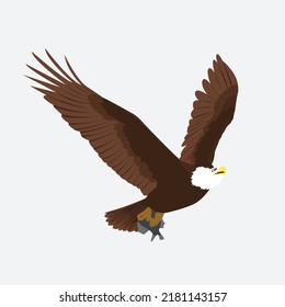 design animals eagle illustration vector