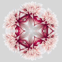 Design And Art Element - Abstract Kaleidoscopic Rosette Consisting Of Reflections Of Red-white Garden Dahlia Flower On Neutral Grey Background For. 6 Radial Symmetry.