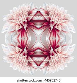 Diseño y elemento artístico - rosette kaleidoscópico abstracto que consiste en reflejos de jardín rojo-blanco Dahlia flor sobre fondo gris neutro para. 4 simetría radial.