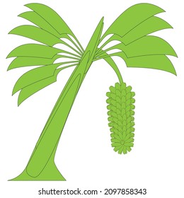 design of a banana tree with green color concept