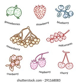 design berries line set on white background simple vector isolated