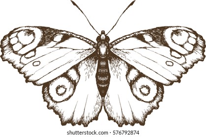 Design of butterfly peacock with decorative background. Engraved style