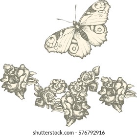 Design of butterfly peacock with decorative background. Engraved style