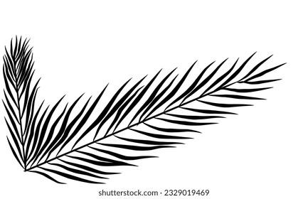 Design coconut leaf, palm leaf isolated on white background.