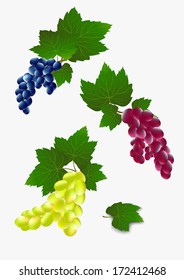 Design different varieties of grapes on a white background.