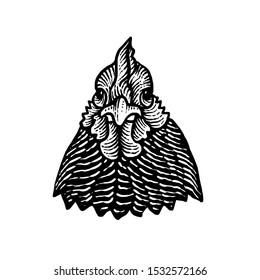 design of a domestic chicken head