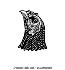 design of a domestic chicken head