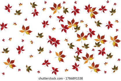 Design element. Autumn maple leaves in different colors. Autumn falling foliage. Frame filled with colored maple leaves.