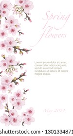 Design element for cover, invitation, booklet, printing. Handmade background in oriental style. Fresh sakura flower frame vertical. Magenta on white fond.