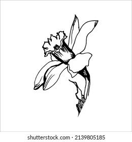 Design element of hand drawn sketch of delicate daffodil flower in full bloom isolated on white. For create floral card, textile print, embroidery, pillows, napkins, packaging, wedding invitation