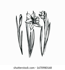  Elemento de diseño. Dibujos de flores daffodil narcissus. Dibujo del vector de flor de contorno. Para embalaje, identidad corporativa, tarjeta, banner, web. Estilo Doodle.