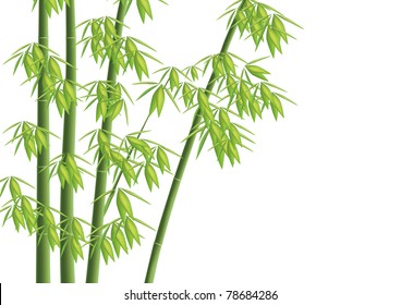 Design element - Vector bamboo tree