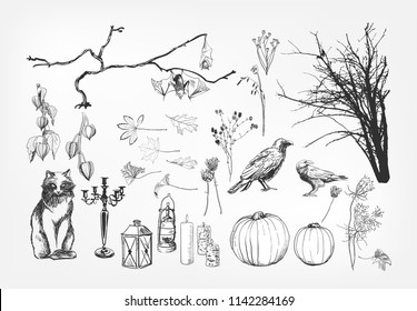 design elements autumn fall  halloween vector sketch style