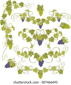 Design elements with bunches of grapes and vines in vintage style.