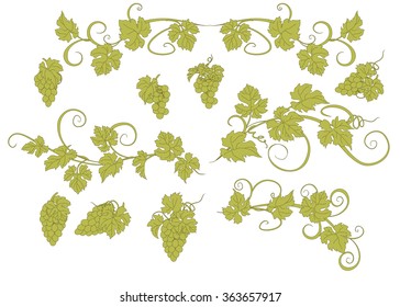 Design elements with bunches of grapes and vines in vintage style. Vector design elements in vintage style with vines.