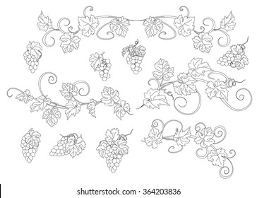 Design elements with bunches of grapes and vines in vintage style. Vector design elements in vintage style with vines.