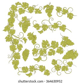 Design elements with bunches of grapes and vines in vintage style. Vector design elements in vintage style with vines.