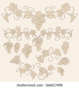 Design elements with bunches of grapes and vines in vintage style. Vector design elements in vintage style with vines.