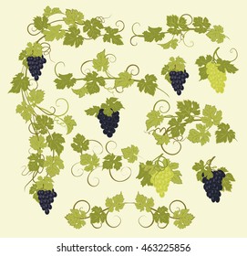 Design elements with bunches of grapes and vines in vintage style.