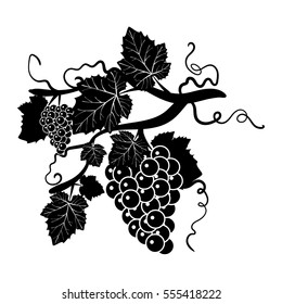 Design elements with bunches of grapes in a vintage style. Vintage. vector.