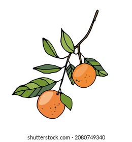 Design elements with citrus fruits, vector illustration.