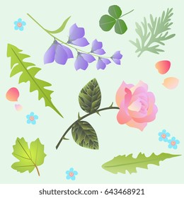 Design elements. Rose, bell flowers, forget me not, leaves of dandelion, viburnum, wormwood, clover and petals, isolated on light green background. Springs motives.