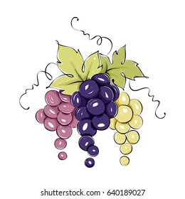 Design elements -- three bunches of grapes / Color vector illustration, dark red grapes -- drawing, sketch