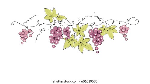 Design elements -- vine / Color vector illustration, dark red grapes -- drawing, sketch