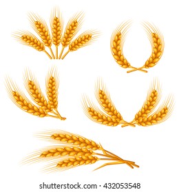 Design elements with wheat. Agricultural image natural golden ears of barley or rye. Objects for decoration bread packaging, beer labels.