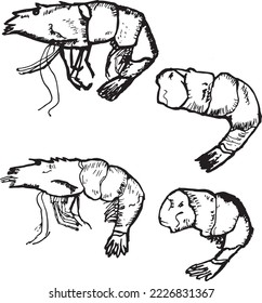 design for fish restaurants. Vector graphics. Tiger chrimp. hand drawing. seafood on a light background