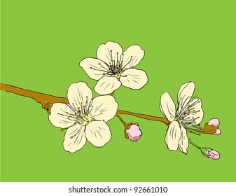 Design floral element. Vector illustration.