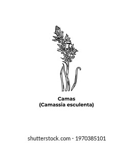 The design is hand-drawn Camas, Camassia esculenta