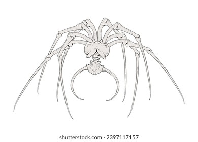 Design of horror alien spider draw