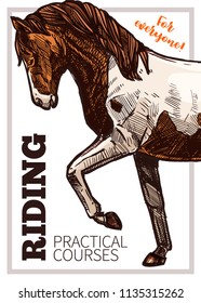 Design for horse riding poster with hand drawn horse. Sketch illustration for riding school, lessons, equestrian club or academy