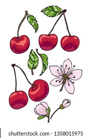 Design kit. Cherry on a twig, cherry flower, cherry leaves on a white background. Isolated objects. Harvest berries.