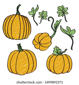 Design kit. Different pumpkins, pumpkin leaves on white background. Isolated objects. Harvest. For decoration and design. Halloween.Imitation of embroidery.