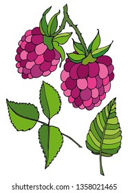 Design kit. Raspberry on a branch, raspberry leaves on a white background. Isolated objects. Harvest berries.