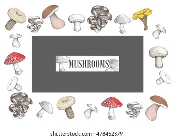 Design of mushrooms vector illustration. Set mushroom sketch vector.  mushroom  sketch style. Vector illustration for your design. vector mushroom , mushroom  EPS, vector mushroom 