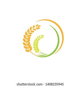Design Orange brown paddy rice premium natural