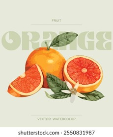 Diseño de naranjas con texto. Ilustración de acuarela. Vector aislado